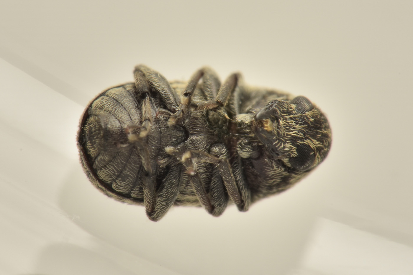 Anthribidae: Eusphyrus sp?  S, Eusphyrus vasconicus